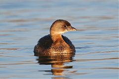 Pied-billed Grebe